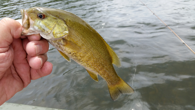 20170721_122438.jpg - But, the fish didn't seem to care.  It just made us cut our day a little short.