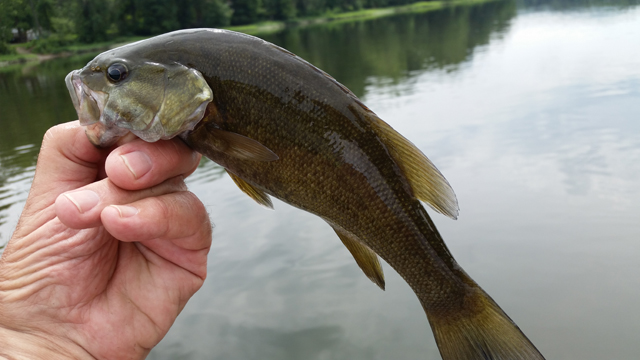 20170721_130119.jpg -  And, the fish kept coming.