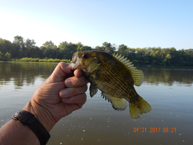 DSCN2216.jpg -                                While waiting for Ed to arrive at the dock, I threw a foam ant to some little pan fish.  This rock bass was first to hit