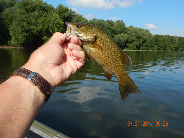 DSCN2223.jpg - Love to catch these guys.  Pound for pound some of the best fighters in the water.                               