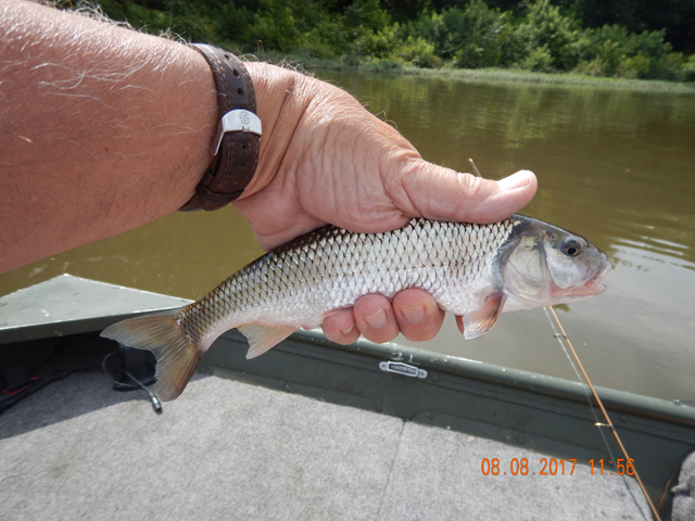 DSCN2298.jpg -         Even the junk fish were active.                       