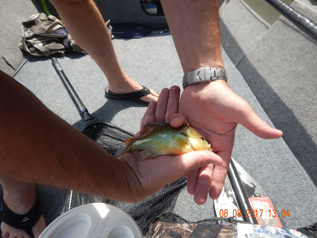 DSCN2301.jpg -                   We even caught a sunnie or two.  This was one of the bigger ones.             