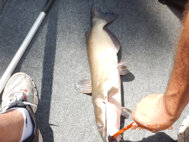 DSCN2306.jpg -               Probably went 24 inches.                 