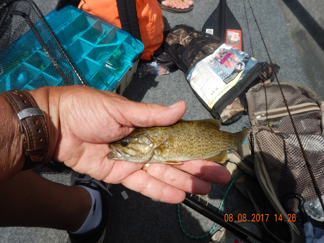 DSCN2313.jpg -                              Little ones were still around.  Fish that will grow up for next year.  