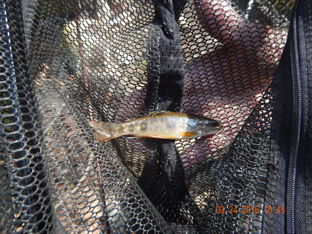 DSCN0877.jpg -                                And on the first cast, a pretty brookie.