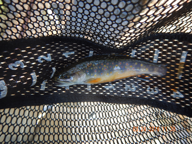 DSCN0889.jpg -                                Then this chubby little 5 inch beauty grabbed the fly.  I fished drys all day.  Ed switched to drys mid way through.