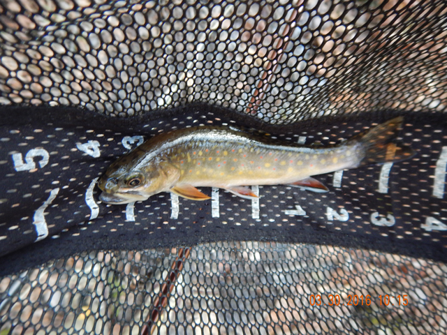 DSCN0957.jpg -                                First cast of the day...looked like it would be a pleasurable outing.