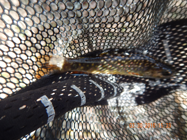DSCN0989.jpg -                                I too got a final fish of the day.