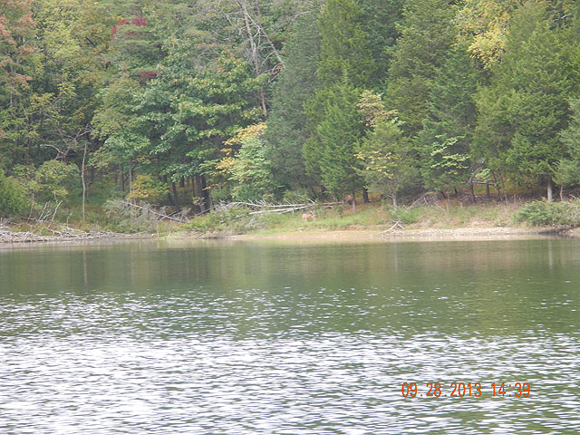 DSCN0145.jpg -                                The lake has numerous coves but we only fished half of the lake. The other half will be reserved for another day.  Couldn't resist trying to get a pic of the deer on the bank.