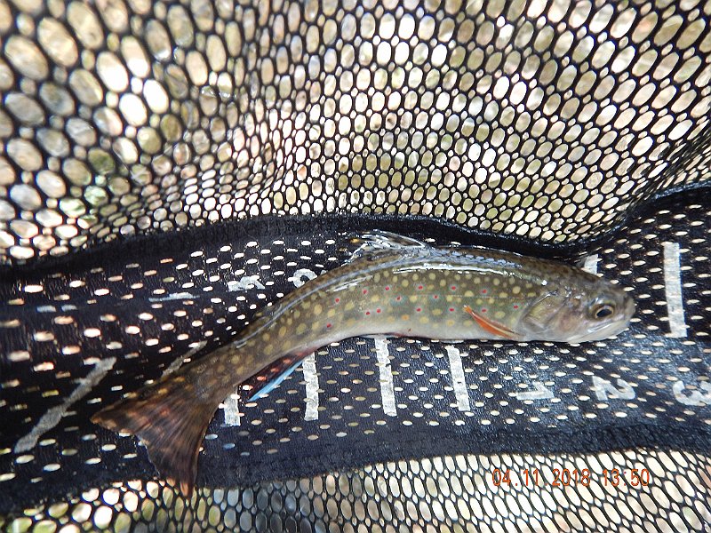 DSCN3021.jpg - Wierd day...didn't start catching till we got upstream the pipeline construction.  Maybe a coincidence and well look at it more closely on the next trip but not a bite below the construction.  Got this one as soon as we went above the construction.