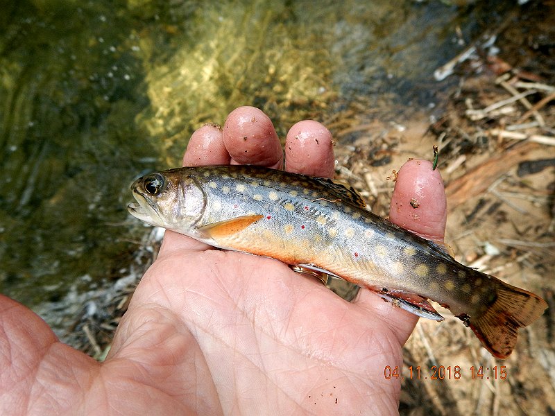 DSCN3030.jpg - Some of the fish pics simply didn't turn out but with this one, you get the idea. 