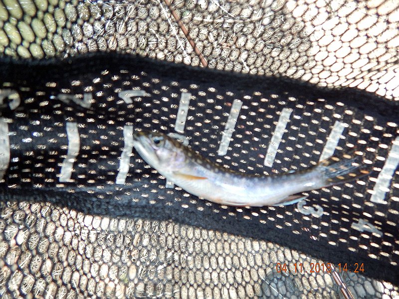 DSCN3031.jpg - See, blurry.  Got to figure this out. Maybe its a macro setting.