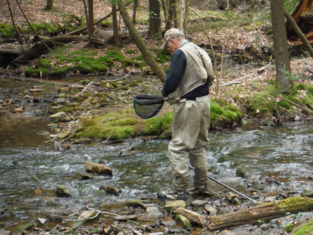 DSCF9224.jpg - Another one comes to my net.  Pocket fishing is the norm in these mountain streams but the takes are just as exciting.
