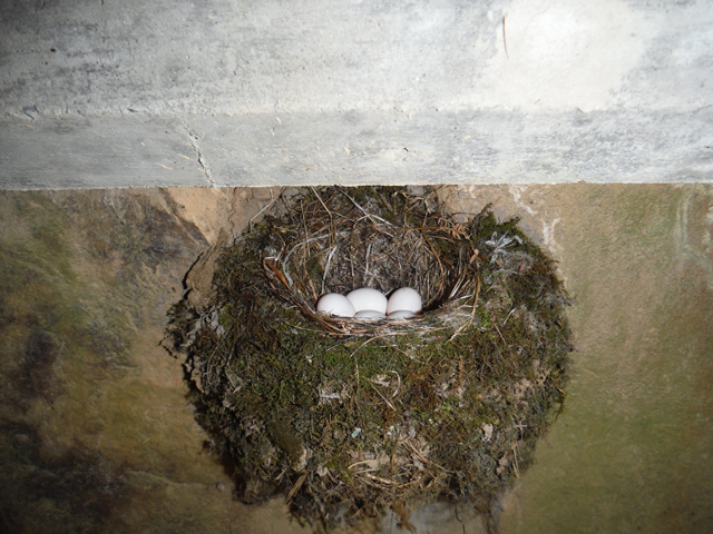 DSCF9233.jpg - Ed found a Phoebe next and was compelled to get a pic.  The mom was spotted close by waiting to tend to her five soon to be newborns.