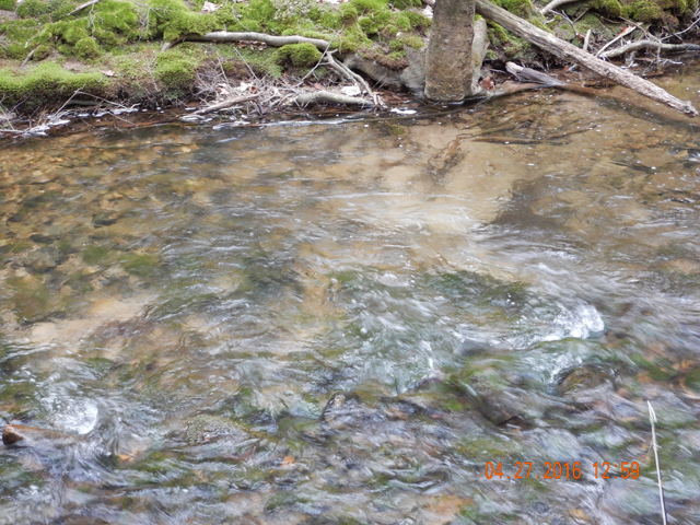 DSCN1145.jpg -                                That fish came our of this run.