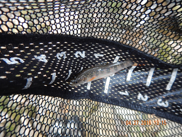 DSCN1146.jpg -                               And this 4 and a half incher was taken from the run in the next pic.