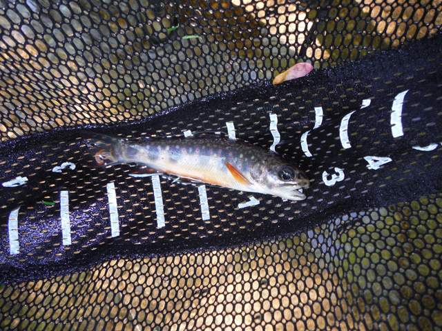 DSCF9616.jpg - All the fish today were small but pretty.