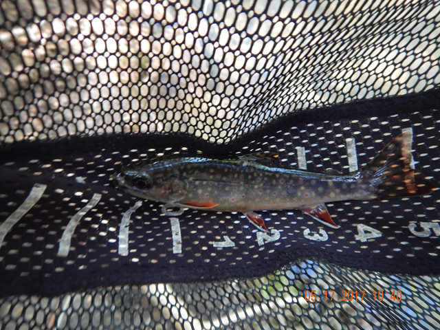 DSCN2041.jpg -                                One of the nicest looking fish of the day.