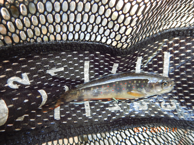 DSCN2053.jpg -                                This was one of the fish from the far side of the pool.