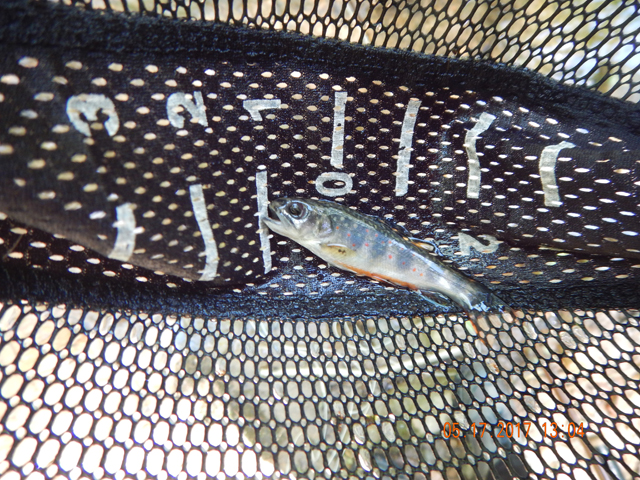 DSCN2055.jpg -                                The big fish must have taken the day off.