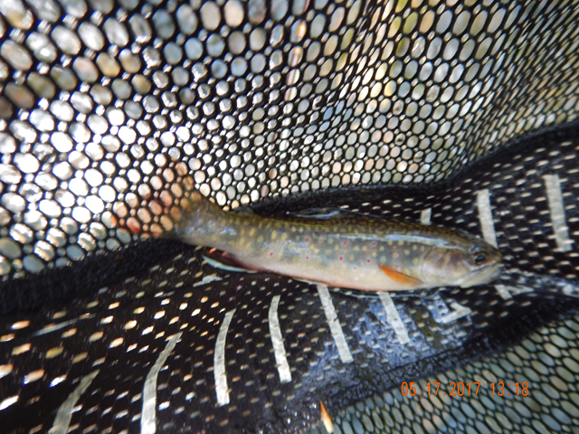 DSCN2057.jpg -                                This fish came from the run in the following pic.
