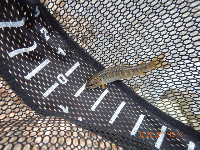 DSCN1874.jpg -                              I think this was one that I got to the net.  