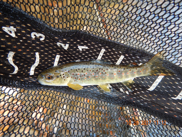 DSCN2731.jpg -                                Wow, looks like a native brown...imagine that.  Fished for three days in seven mountains and couldn't catch what I had close to home.