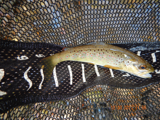 DSCN2733.jpg -                                My last was another brown.  Nice size native too!  Ed got one around the time I caught this fish but I don't have a pic....sad.