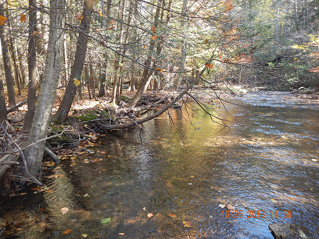 DSCN0184.jpg -                                It was taken from a hole under the leaning tree.