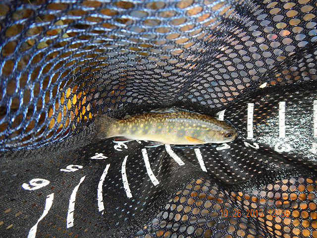 DSCN0187.jpg -                                I had to resort to nymphs to get the final few trout