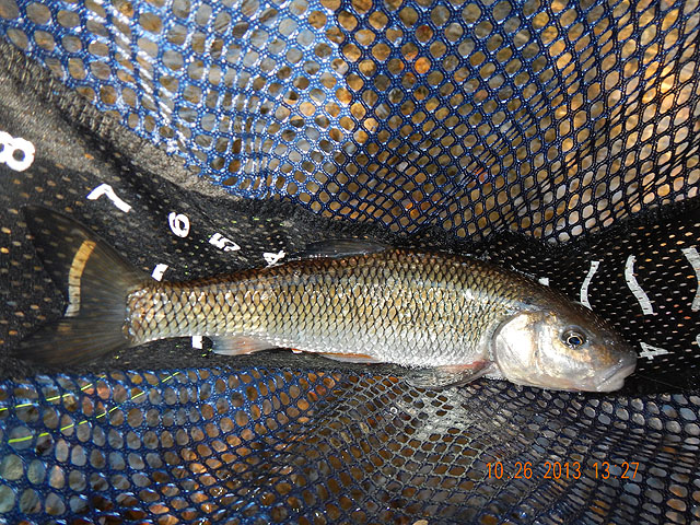DSCN0192.jpg -                                Ed got the monster imposter trout of the day!
