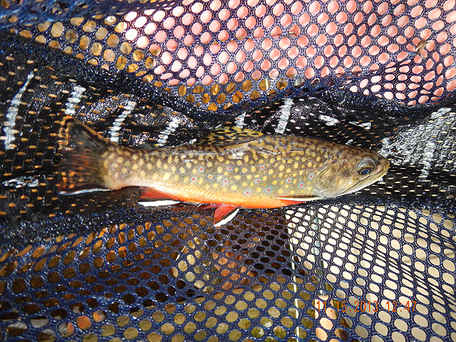 DSCN0229.jpg - Then Gary got this beauty