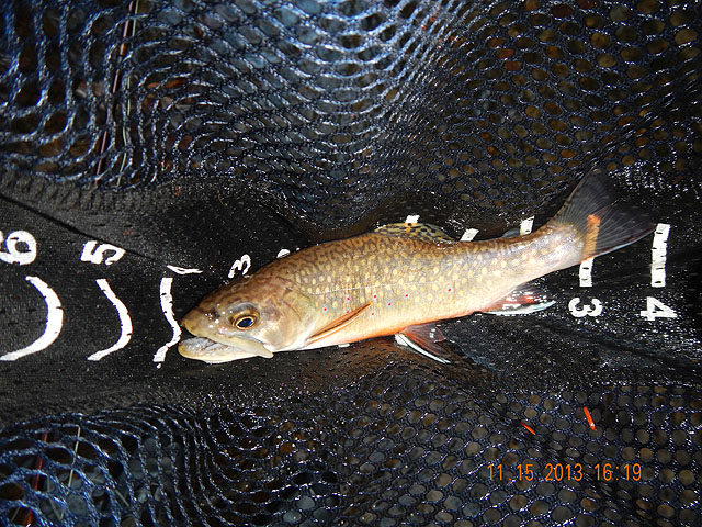 DSCN0253.jpg -                                Then I got my last of the day.  A solid 8 incher.