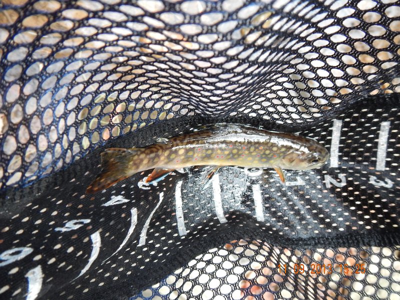 DSCN0213.JPG - Caught all but one fish on dries!
