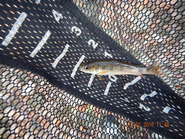 DSCN1799.jpg -                     First fish of the day.  At first I thought it would be a banner day but that was not to be.  Temps never warmed and the fish were reluctant to take dries.           