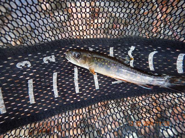 DSCN1801.jpg - Second fish of the day. They look thin, as though they don't get enough to eat.                               