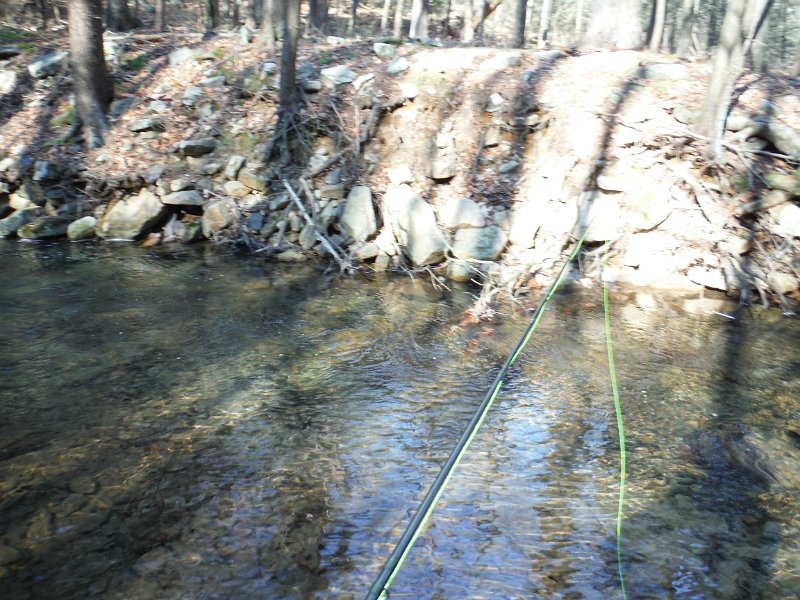 DSCF0020.jpg - He came right out above the branches in the water on the far side of the stream.