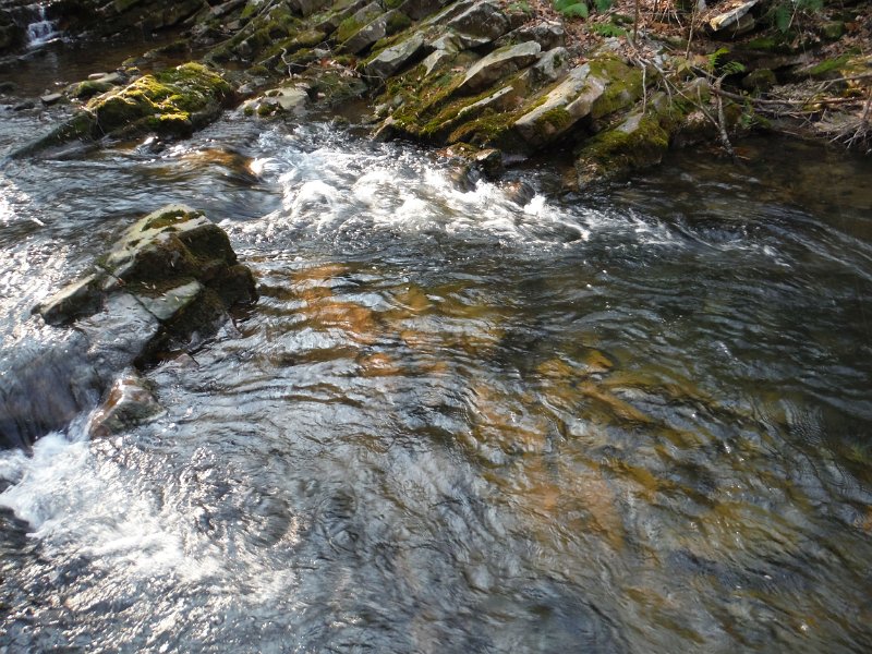 DSCF0031.jpg - Not hard to understand why a fish would like to live here.  The fish in the last pic was pulled from this run.