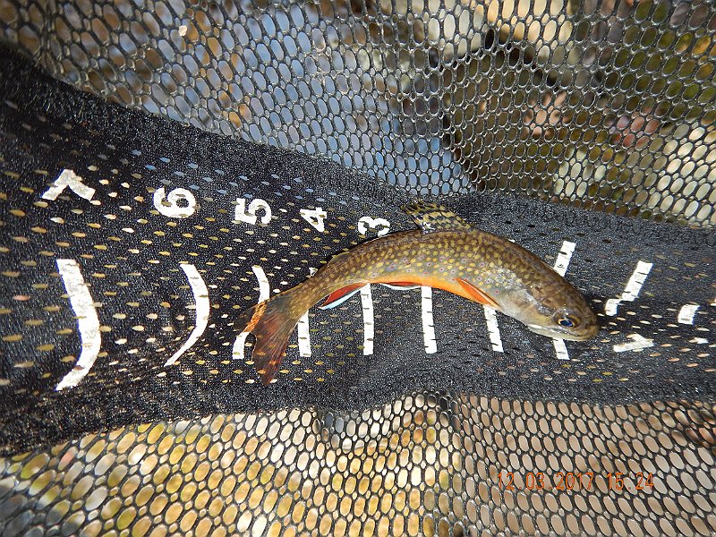 DSCN2927.jpg - This fish came from the run in the previous pic.