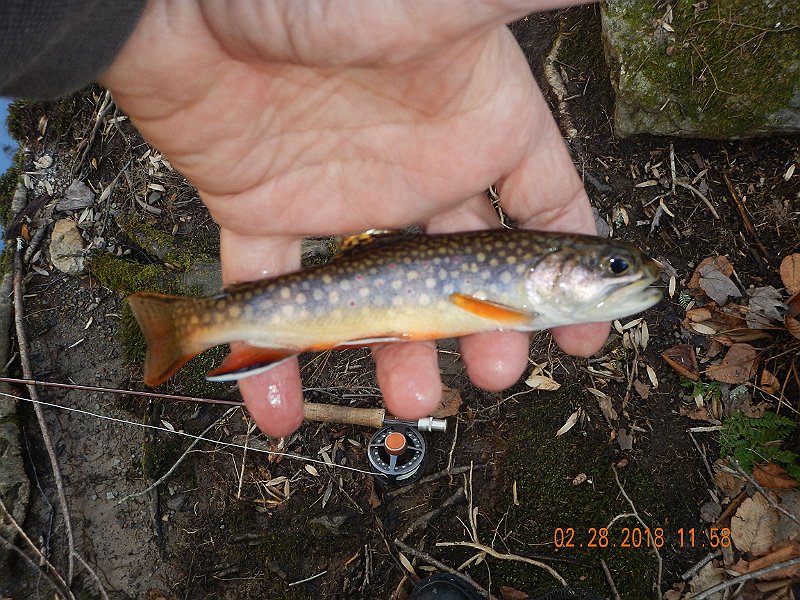 DSCN2962.jpg - First fish of the new year. What a way to kick start the season!