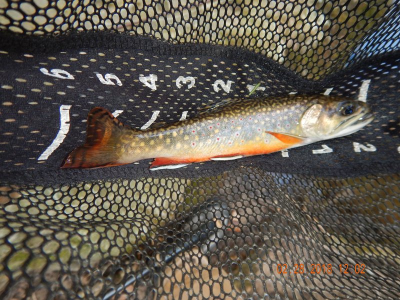 DSCN2967.jpg - Don't know but this could have been the fish of the day.  A beautiful 8 incher.