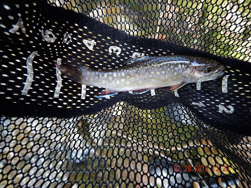 DSCN2970.jpg - Another nice 8 incher.  