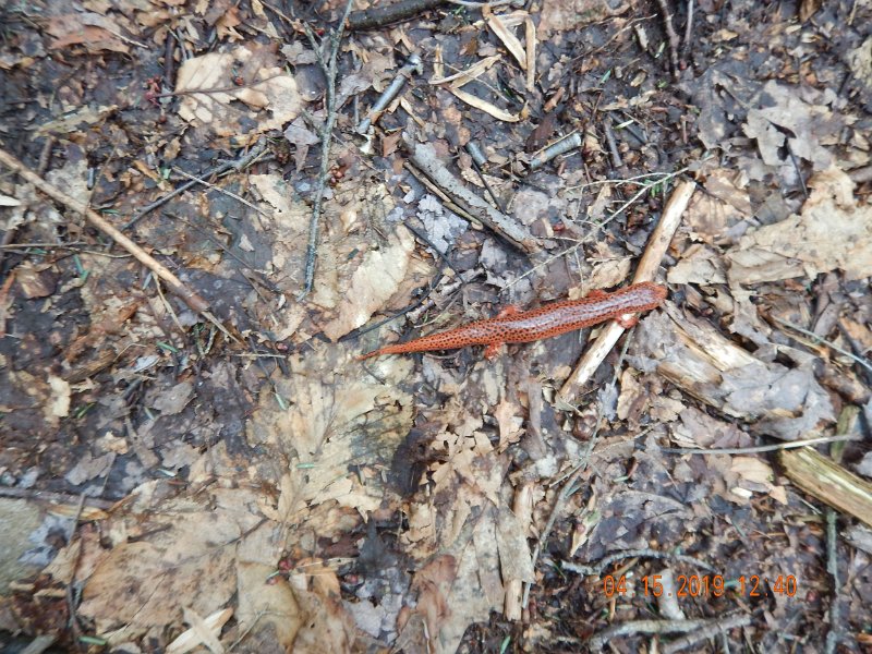 $LaurelRun1009$.jpg - Found this little guy on the path.  He was so cold he was stiff and couldn't move well.