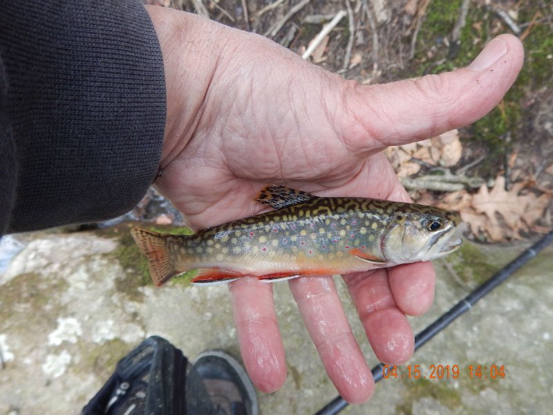 $LaurelRun1010$.jpg - Wind was blowing 25 to 30 mph all day.  I was surprised when I picked up two fish almost immediately.
