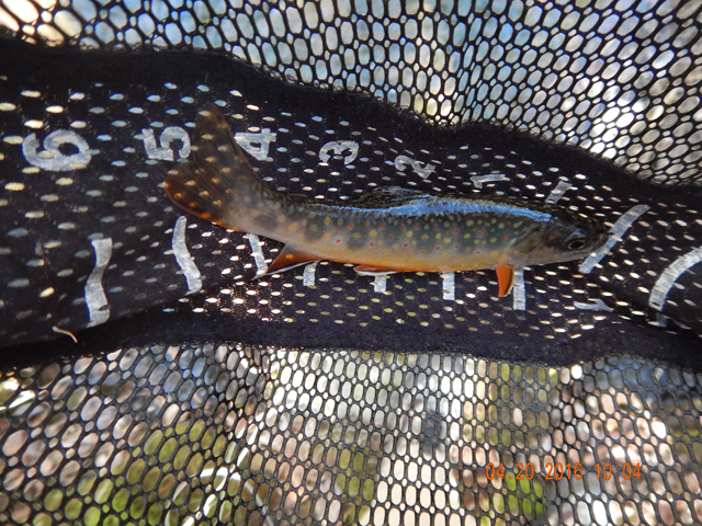DSCN1101.jpg -                                And presto...a beautiful brook trout, maybe 6 inches long.
