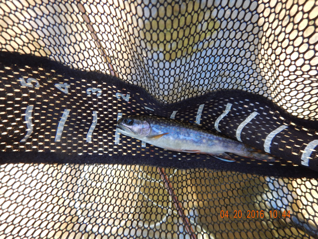 DSCN1104.jpg -                                And it holds some of the most beautiful trout.