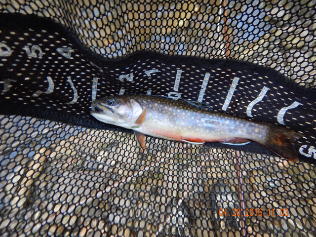 DSCN1106.jpg -                                The camera simply doesn't do these fish justice.  They are far prettier than the pictures show.