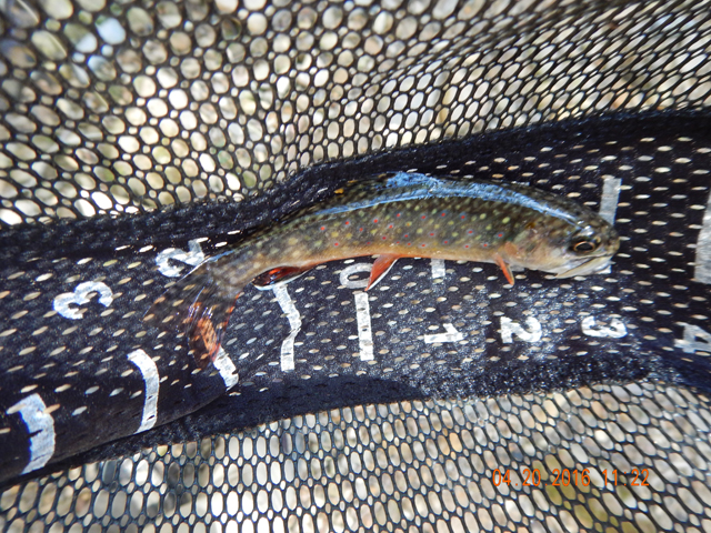 DSCN1113.jpg -                                A six incher.  The fish here tend to be a bit larger and are much more colorful than in other streams.
