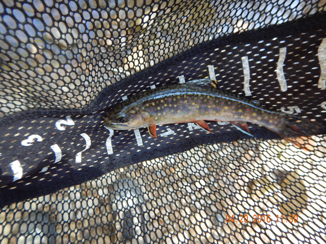 DSCN1115.jpg -                                And so are the colors.  Not many stocked trout have blue circles around the vibrant red dots on the fish body.  Oh, did I mention bright yellow dots too!