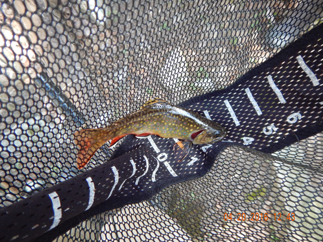 DSCN1119.jpg -                                And still more beautiful fish.